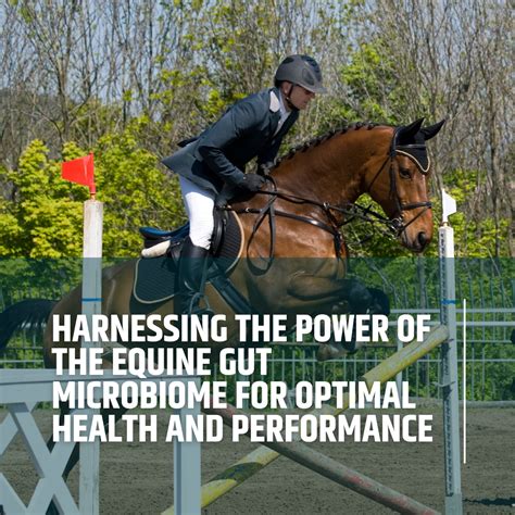 Exploring the Meaning Behind the Experience of Harnessing the Power of a Chestnut Equine