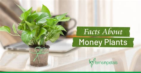 Exploring the Meaning Behind the Money Plant