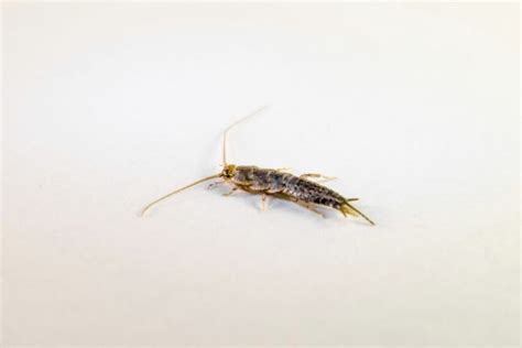 Exploring the Meaning of Silverfish in Dream Symbolism