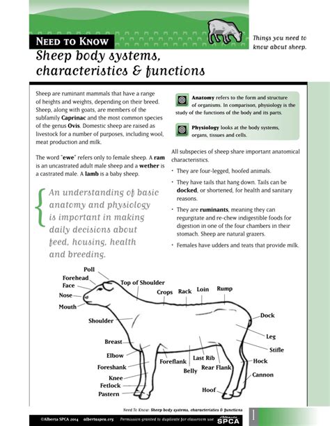 Exploring the Meanings Behind a Vision of Observing a Male Sheep: Analysing Personality Traits and Characteristics