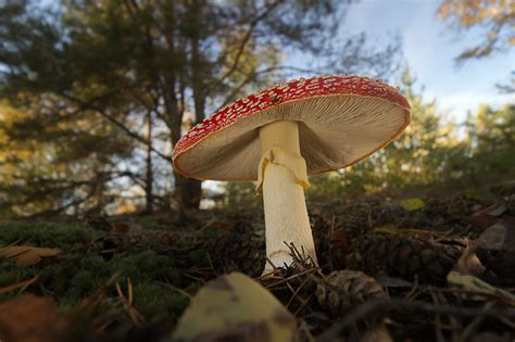 Exploring the Medicinal Potential of Forest Fungi