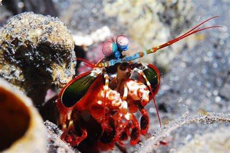 Exploring the Mind of the Enigmatic Mantis Shrimp