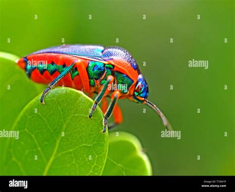 Exploring the Mysterious Behaviors of the Dazzling Rainbow Insect