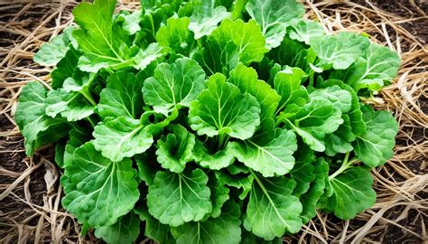 Exploring the Nutritional Value of Turnip Greens: A Treasure Trove of Vitamins and Minerals