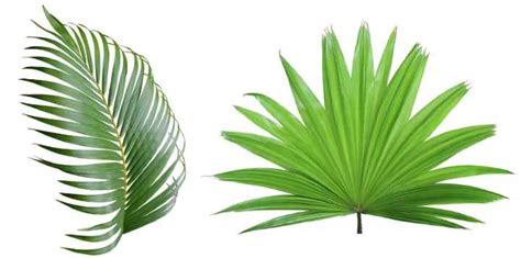 Exploring the Origins and Diversity of Palm Fronds