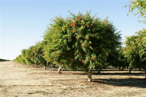 Exploring the Path from Pomegranate Orchard to Dining Table: Nurturing Imaginative Pomegranate Experiences during Slumber