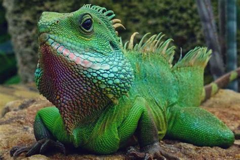 Exploring the Perfect Companion: Discovering the Ideal Reptile for Your Home