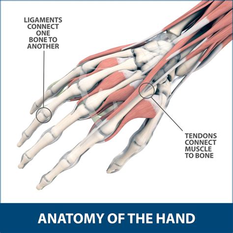 Exploring the Phenomenon of Finger Injuries in Dreamland