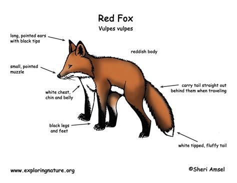 Exploring the Physical Appearance and Structure of Red Fox