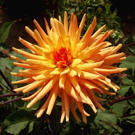 Exploring the Physical Attributes of the Enigmatic Dahlia Star