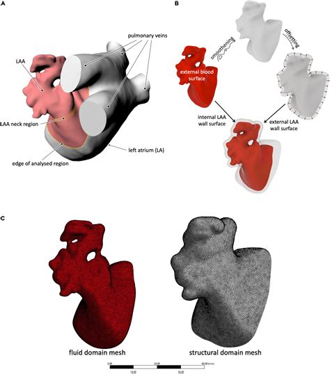 Exploring the Possible Interpretations of Specific Actions Involving the Disconnected Appendage