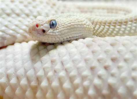 Exploring the Possible Interpretations of a Dream About a White Snake in Your House