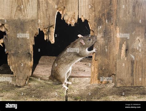 Exploring the Possible Interpretations of a Rodent Gnawing on Your Digit within a Dream