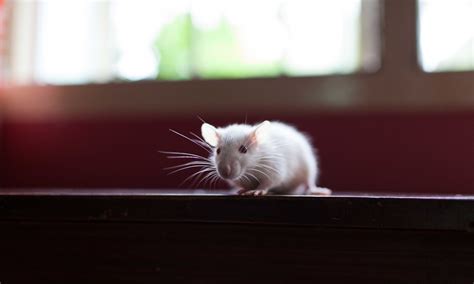 Exploring the Possible Psychological Interpretations of Rat Play in Dreams