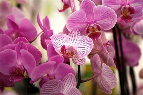 Exploring the Potential Benefits and Uses of Orchids in Science and Medicine