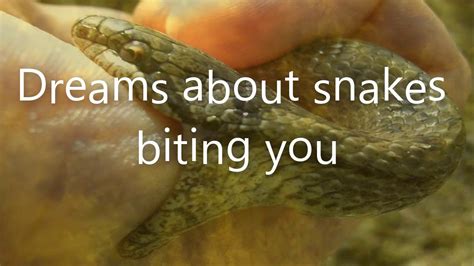 Exploring the Potential Dangers and Warnings of Snake Bites in Dreams