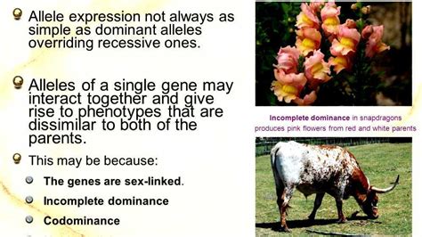 Exploring the Potential Expressions of Dominance and Command