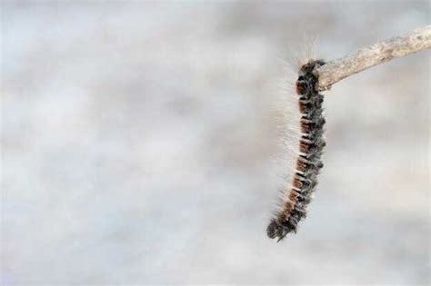 Exploring the Potential Links Between Ivory Larvae in Dreams and Personal Development