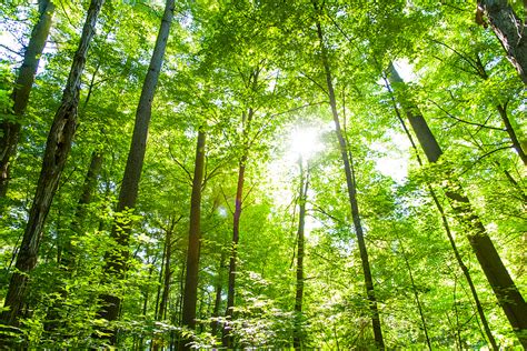 Exploring the Potential Meanings and Teachings Behind Dreams Involving Binding to a Grove of Trees