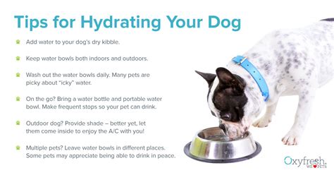 Exploring the Potential Significance of a Dehydrated Canine