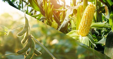 Exploring the Potential of Maize: A Multi-purpose Crop for Aspiring Agriculturists