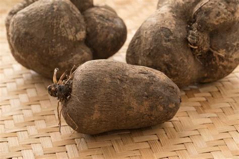 Exploring the Potential of Yam Cultivation