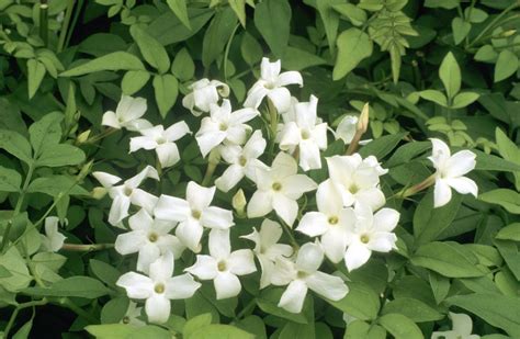 Exploring the Power of Jasmine: Incorporating Fragrant Blossoms into Rituals and Healing Practices