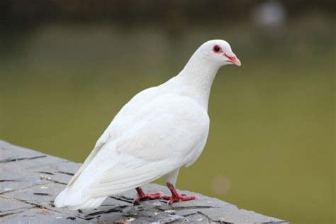 Exploring the Presence of Pure White Birds in Artistic and Literary Works