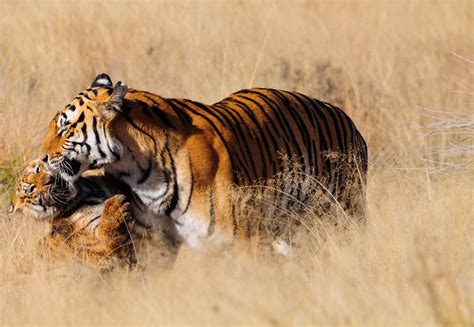 Exploring the Profound Essence of Tigers: Valuable Lessons from the Natural World