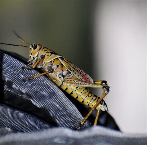 Exploring the Profound Meaning Behind a Terrifying Invasion of Grasshoppers: