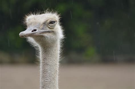 Exploring the Psychological Analysis of Chasing Dreams Involving Ostriches