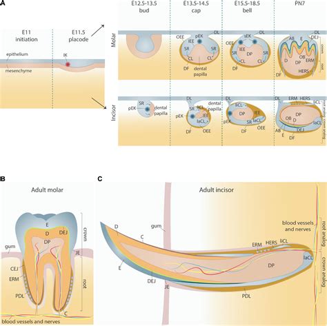 Exploring the Psychological Analysis of Tooth Growth Manifestations