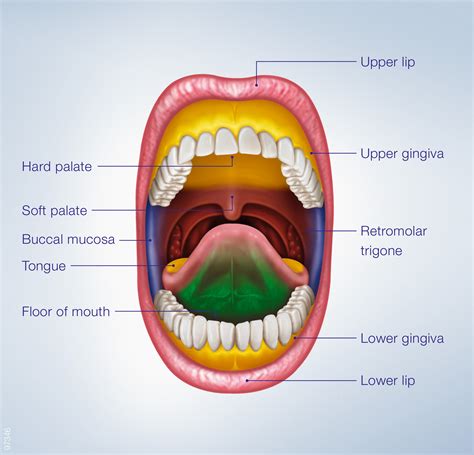 Exploring the Psychological Importance of the Oral Cavity