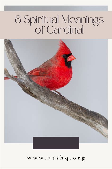 Exploring the Psychological Meaning Behind Dreams of the Cardinal Bird