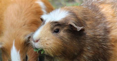 Exploring the Psychological Perspective: Guinea Pigs and the Unconscious