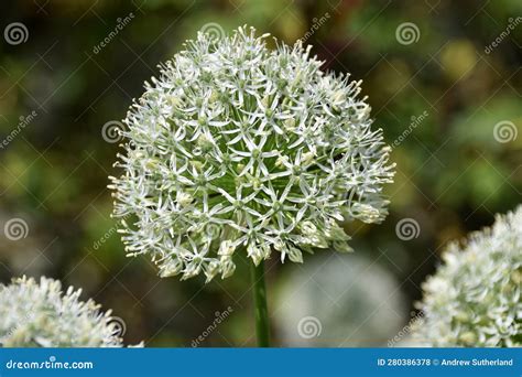 Exploring the Psychological Perspectives Behind Dreams Featuring the Growth of Allium cepa