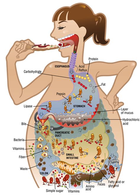 Exploring the Psychological Significance of Dreaming About an Chaotic Digestive Episode