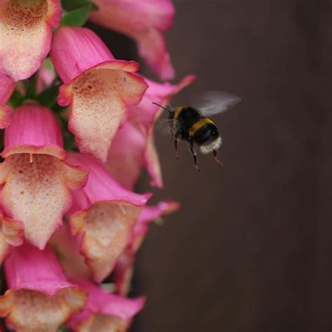 Exploring the Psychological Significance of Dreams Filled with a Buzzing Army of Beetles