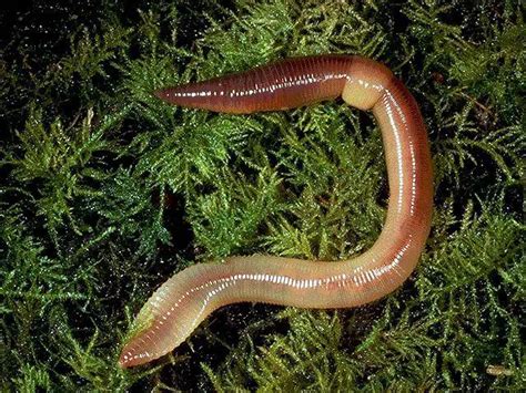 Exploring the Psychological Significance of Earthworms in Aquatic Environments