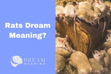 Exploring the Psychological Significance of Rat Dreams