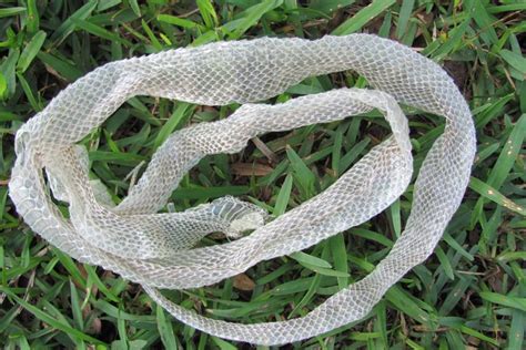 Exploring the Psychological Significance of Shedding Snake Skin