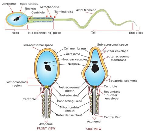 Exploring the Psychological and Biological Significance of Sperm Cell Dreams