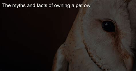 Exploring the Realities and Myths of Owning an Owl as a Pet