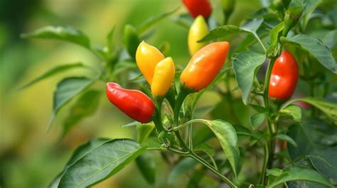 Exploring the Relationship Between Capsicum and Personal Development