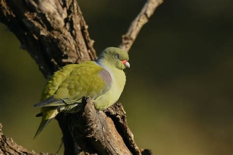 Exploring the Relationship Between Pigeons and Freedom in Enigmatic Dreams