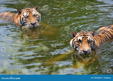 Exploring the Relationship between Tigers and Water in Dreams