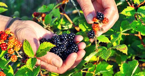 Exploring the Restorative Properties of Harvesting Wild Berries