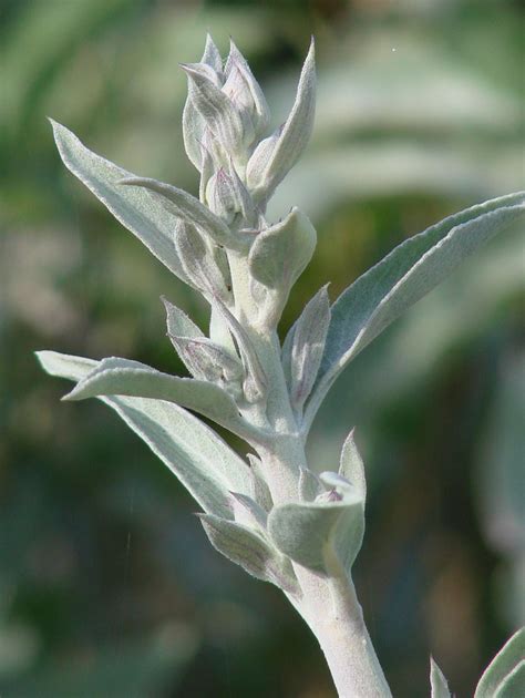 Exploring the Restorative Qualities of Sacred White Sage