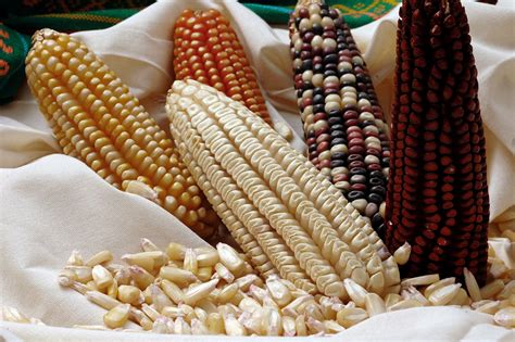 Exploring the Rich and Diverse Maize Flour Varieties and Cuisine