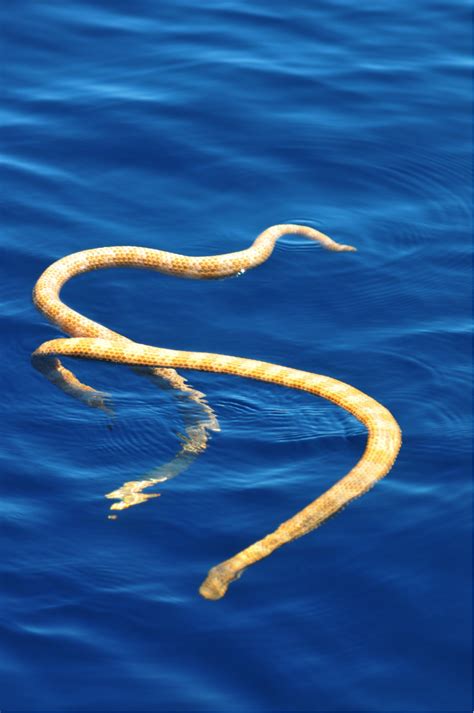 Exploring the Richness of Sea Snake Biodiversity